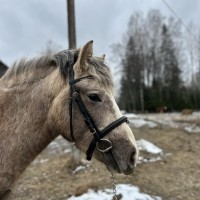 Eesti tõugu mära koos märavarsaga