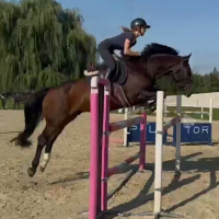 Latvian Warmblood Gelding for Sale