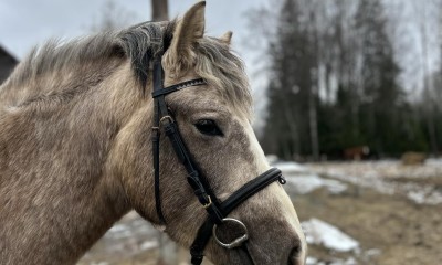 Eesti tõugu mära koos märavarsaga