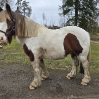 Kaks ühe hinnaga. Vahvad tinkeri poisid.